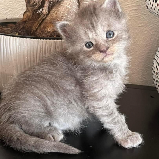 Image pour l'annonce Superbe Chaton Maine coon mâle blue smoke