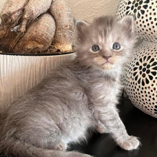 Image pour l'annonce Superbe Chaton Maine coon mâle blue smoke