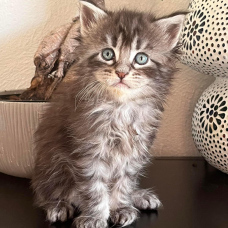 Image pour l'annonce Adorable Chaton Maine coon mâle