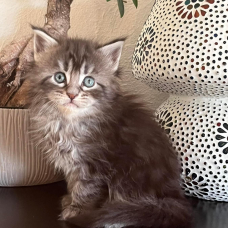 Image pour l'annonce Adorable Chaton Maine coon mâle