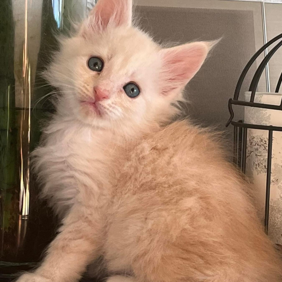 Image pour l'annonce Magnifique Chaton Maine coon mâle Loof