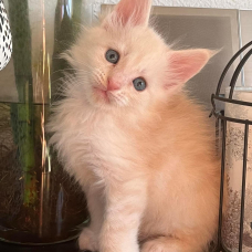 Image pour l'annonce Magnifique Chaton Maine coon mâle Loof