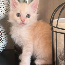 Image pour l'annonce Magnifique Chaton Maine coon mâle Loof