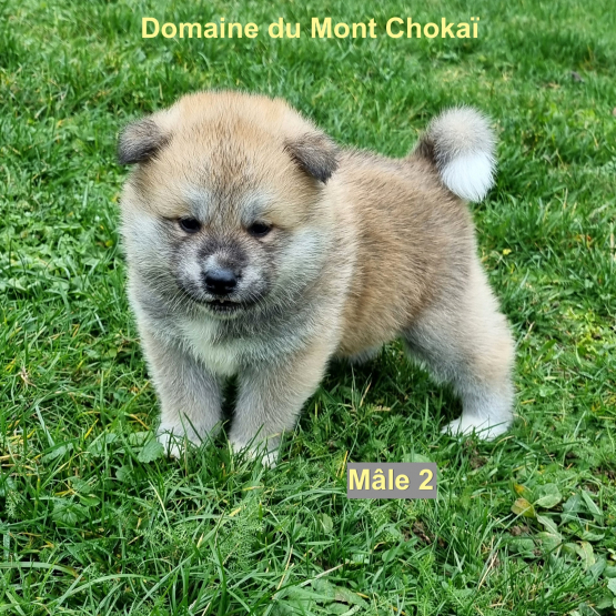 Image pour l'annonce Vend chiots mâle Akita Inu Domaine du Mont Chokaï