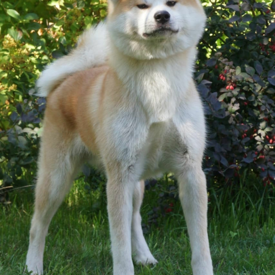 Image pour l'annonce Vend chiots mâle Akita Inu Domaine du Mont Chokaï