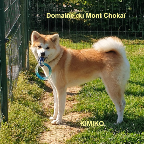 Image pour l'annonce Vend chiots mâle Akita Inu Domaine du Mont Chokaï