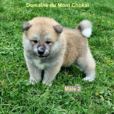 Image pour l'annonce Vend chiots mâle Akita Inu Domaine du Mont Chokaï