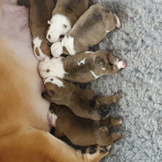 Image pour l'annonce a reserver chiots bulldog anglais