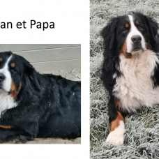 Image pour l'annonce 10 Bouvier Bernois à réserver portée inscrite LOF - Gros Gabarit - Testés