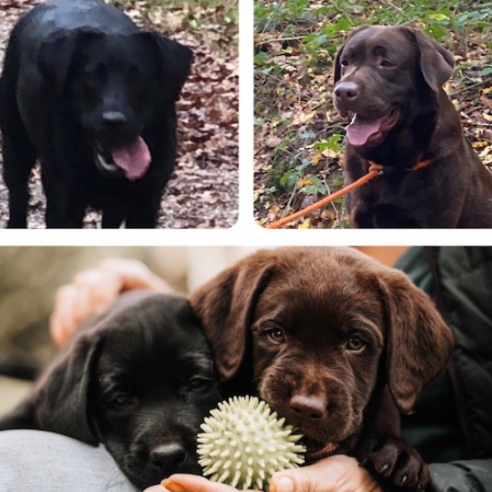Image pour l'annonce Chiots Labrador LOF