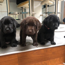 Image pour l'annonce Chiots Labrador LOF