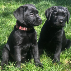 Image pour l'annonce Chiots Labrador LOF