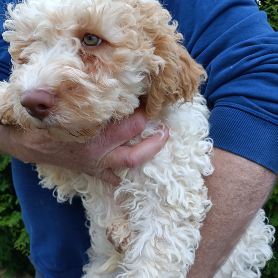 Image pour l'annonce Chiots Lagotto Romagnolo disponible de suite.