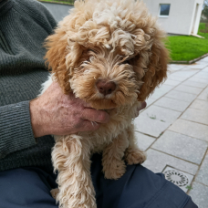 Image pour l'annonce Chiots Lagotto Romagnolo disponible de suite.