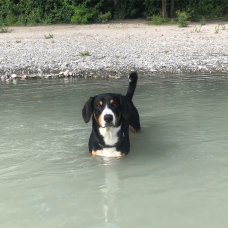 Image pour l'annonce Bouvier de l'entlebuch mâle pour saillie