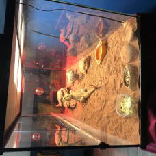 Image pour l'annonce Pogona et son terrarium