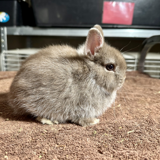 Image pour l'annonce Véritables lapins nains bébés de race pure