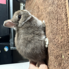 Image pour l'annonce Véritables lapins nains bébés de race pure