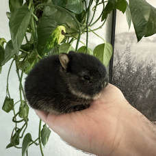 Image pour l'annonce Véritables lapins nains bébés de race pure