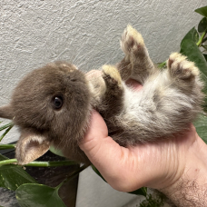 Image pour l'annonce Véritables lapins nains bébés de race pure