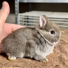 Image pour l'annonce Véritables lapins nains bébés de race pure