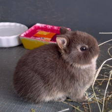 Image pour l'annonce Véritables lapins nains bébés de race pure