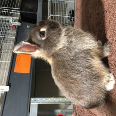 Image pour l'annonce Véritables lapins nains bébés de race pure