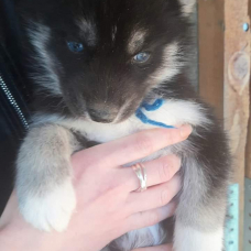 Image pour l'annonce CHIOTS HUSKY PRETS A L'ADOPTION