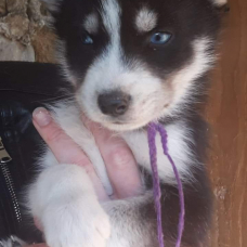 Image pour l'annonce CHIOTS HUSKY PRETS A L'ADOPTION