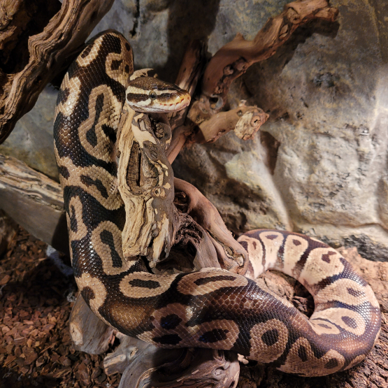 Image pour l'annonce vends magnifique python regius