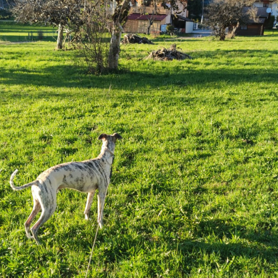 Image pour l'annonce Vends Whippet mâle de 11 mois bringé noir