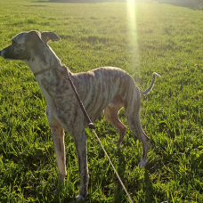 Image pour l'annonce Vends Whippet mâle de 11 mois bringé noir