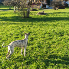 Image pour l'annonce Vends Whippet mâle de 11 mois bringé noir