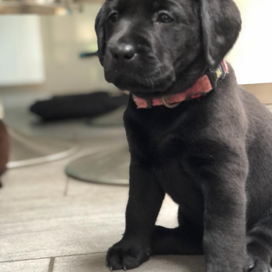 Image pour l'annonce Vends Chiots Labrador Noirs et Chocolat LOF – 1200 €