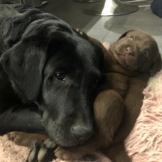 Image pour l'annonce Vends Chiots Labrador Noirs et Chocolat LOF – 1200 €