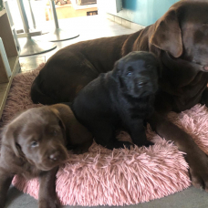 Image pour l'annonce Vends Chiots Labrador Noirs et Chocolat LOF – 1200 €