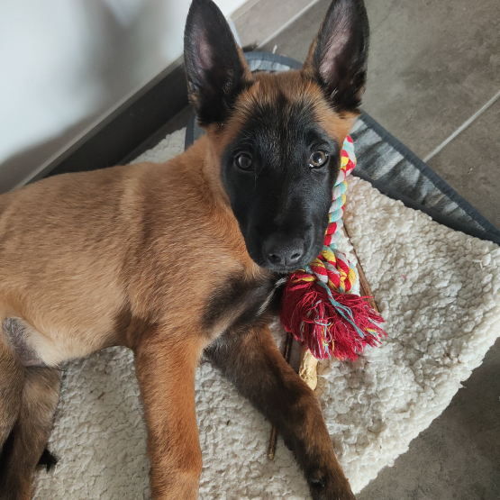 Image pour l'annonce Vend chiot malinois