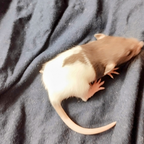 Image pour l'annonce Jeunes et jolis rats variés