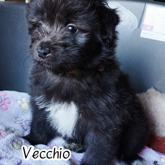 Image pour l'annonce Chiot berger des pyrénées à poils longs à vendre pour 1000 euros