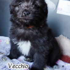 Image pour l'annonce Chiot berger des pyrénées à poils longs à vendre pour 1000 euros