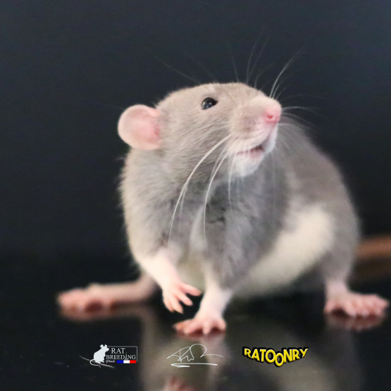 Image pour l'annonce Adorable bébé rat, raton cherchent leurs familles