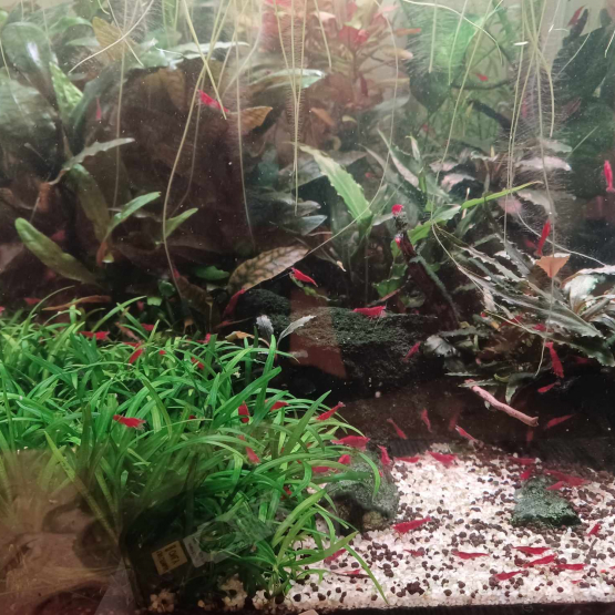 Image pour l'annonce Vds red cherry lot de 20