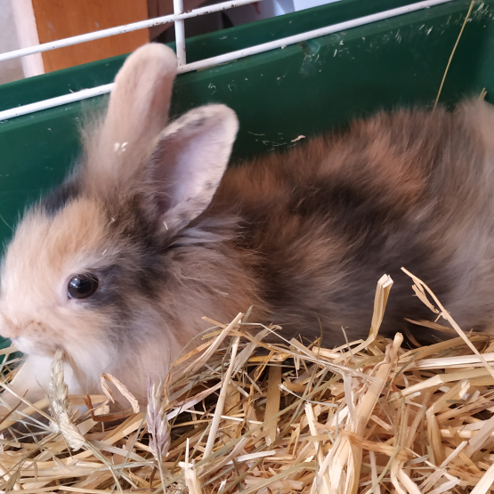 Image pour l'annonce Lapins