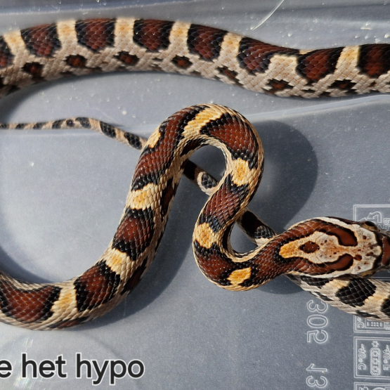 Image pour l'annonce Pantherophis guttatus okeetee