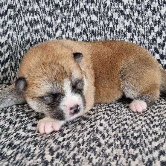 Image pour l'annonce Vend chiots Akita Inu Domaine du Mont Chokaï