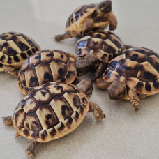 Image pour l'annonce vends tortue de terre