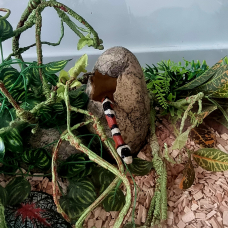 Image pour l'annonce Don de serpent Faux Corail avec son terrarium