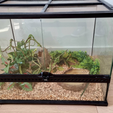 Image pour l'annonce Don de serpent Faux Corail avec son terrarium