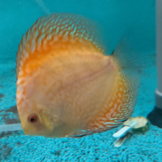 Image pour l'annonce Jeune discus