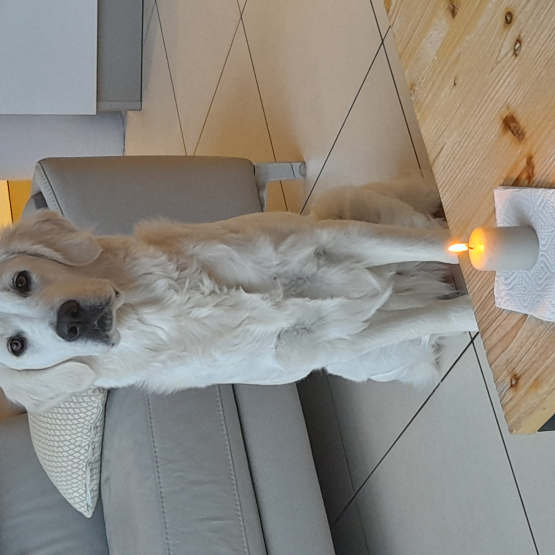 Image pour l'annonce Chiots golden retriever à naître